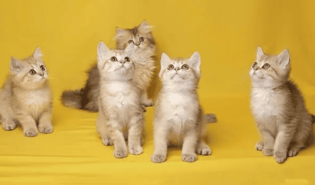 10 Funny Cat Names