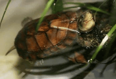 There are so many things to pay attention to when raising a turtle and changing the water!