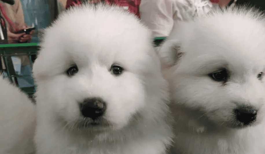 What kind of dog mix is ​​the Samoyed?