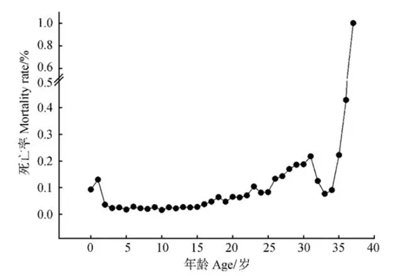  What is the physiological lifespan of giant pandas? 