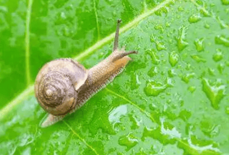 Scientific control of vegetable snails and the cultivation of vegetable roots are very dangerous! ? 