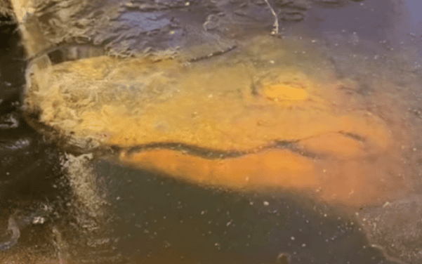 Can a crocodile be revived after being frozen into a popsicle? I advise you not to touch the frozen crocodile's nose! ><p>Frozen crocodile, picture taken from video</p><p>In another state in the southern United States, Texas, someone also photographed the same 