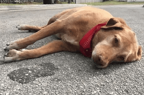 Dog's heart rate is too fast and breathing is short