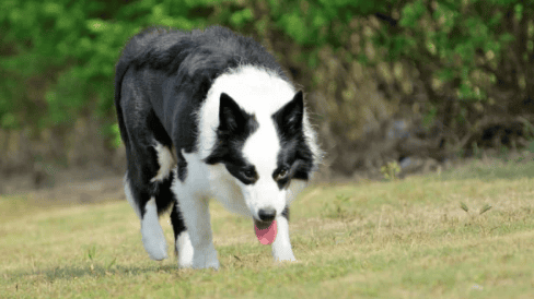  Ranking and pictures of the top 50 dogs in the world