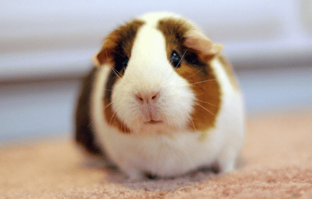 On the importance of crude fiber to the growth and development of guinea pigs