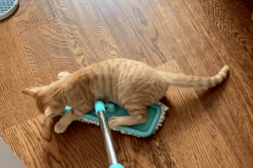 Can cats play with 84 after mopping the floor?