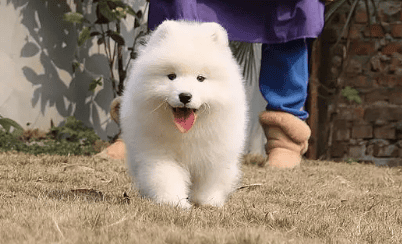  Is the Big Bear Samoyed a hybrid?