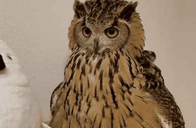 Can owls be raised? 