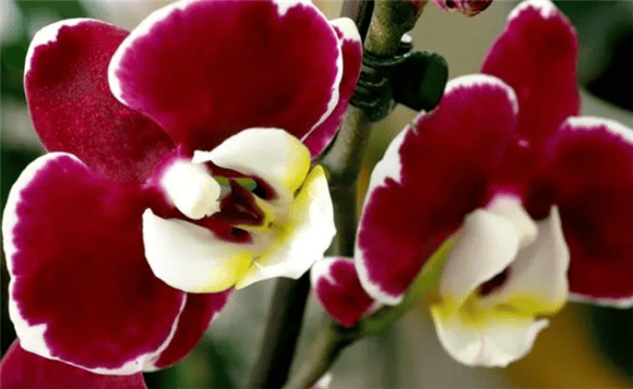 Phalaenopsis, elegant beauty, soothing fragrance