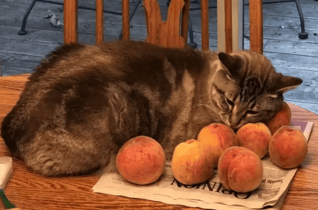 Can cats eat peaches