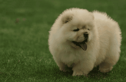  A chubby dog ​​with short legs