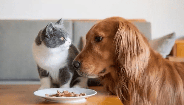 Can cats eat dog food?