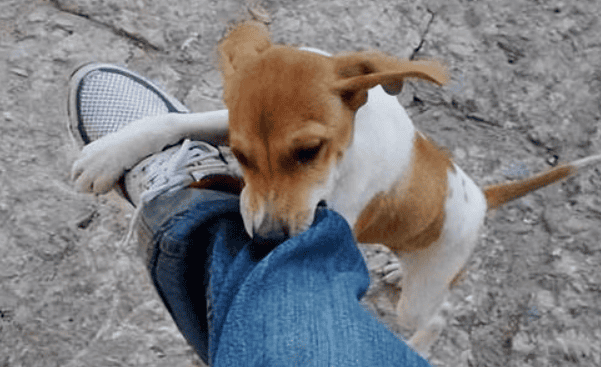 Why do dogs like to bite their owners' hands and feet