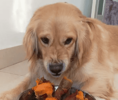 Can dogs eat sweet potatoes?