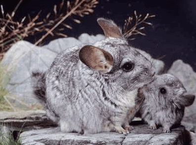  Chinchilla, is it really something you can raise if you want? 