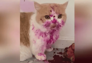 Can cats eat dragon fruit? 