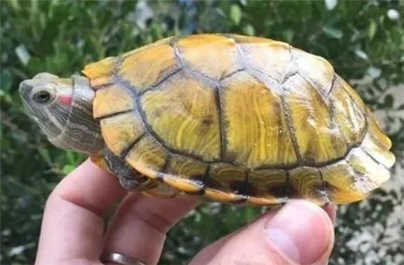  Tips for newbies in raising turtles: How much water should be put in when raising turtles? Raised in water? </p><p>Because the Brazilian turtle is a water turtle, long-term dry maintenance will cause it to dehydrate and die. In addition, the Brazilian turtle feeds completely in the water, so the Brazilian turtle must be raised in the water. </p><p>But this does not mean that Brazilian turtles cannot be raised dry, but generally dry raising is because Brazilian turtles are infected by bacteria and cannot be soaked in water. This method accelerates the efficacy of the medicine and prevents its spread. How to do it (it is recommended not to raise Brazilian turtles dry, unless the Brazilian turtle has rotten nails or white eyes and must be raised dry). </p><p>If the turtle body is fragile, you should be cautious or adopt semi-dry care (soak in clean water every day, and then dry care); it is worth noting that Brazilian turtles should also take regular baths if they are raised dry, at least 1-1 day a day. 3 times for 30 minutes each time; at the same time, if you see sunken eyes of the Brazilian turtle, it means it is seriously dehydrated. At this time, you should stop dry raising immediately! </p><p>To sum up: the amount of water you put in raising a turtle is basically enough to allow the turtle to raise its head and breathe air. In addition, if you buy a tortoise, you cannot keep it with water. remember. </p>                        
        </div>
        <!-- 上下页 -->
        <div class=