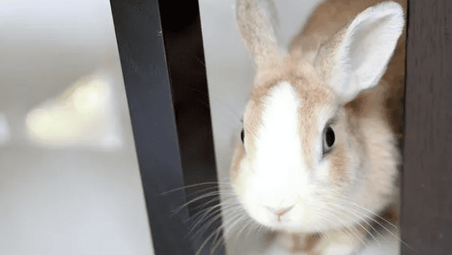  Is the rabbit dissatisfied with you? These 10 signs indicate that it may hate you! 