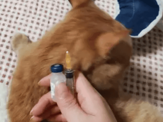 The cat needs Get a few shots of vaccines