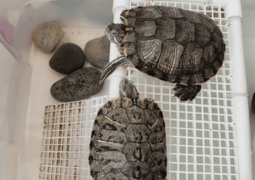  There are so many benefits to raising turtles at home, but many people don't know about them? 