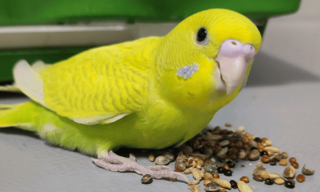 Why it’s not recommended to raise budgerigars is related to the following points. The first point is that many people can’t stand the noise! ​​