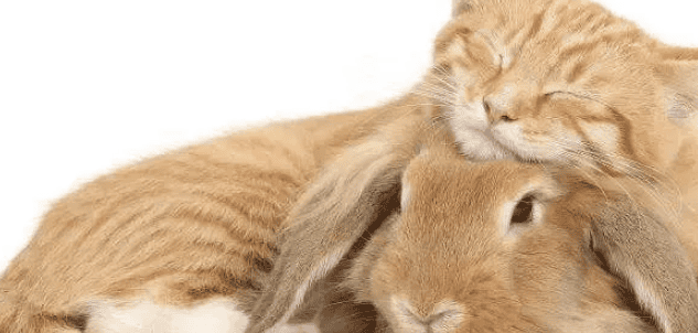 Can cats and rabbits be kept together? What should I pay attention to? 