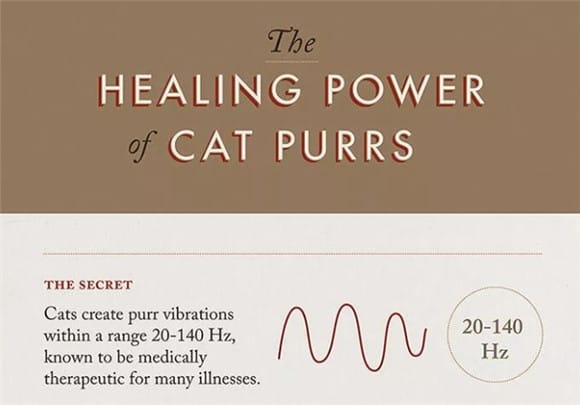 Cat's Purring Helps Heal Broken Bones and Muscle Damage? Expert: Yes! Not sure yet. </p><p>But there is indeed scientific evidence that </p><p>cat purring has several benefits to human health. </p><p>Research has found that the frequency of a cat’s purring</p><p>is consistent with the vibration frequency used in vibration therapy to promote cell tissue regeneration. </p><p>And in theory, </p><p>people do not need to be in full contact with cats, </p><p>just sit nearby to get the transmission. </p><p>Fascinated by the healing effects of cat purring,</p><p>A freelance designer from Barcelona—</p><p>Gemma Busquets,</p ><p>Decided to use information visualization diagrams,</p><p>to demonstrate these functions in a systematic way. </p><p>Copyright: Gemma Busquets</p><p>[The secret of cat purring]</p><p>A cat’s purring can create vibrations with a frequency between 20 and 140 Hz. It has medical therapeutic effects on many diseases. </p><p>01| Reduce Stress</p><p>Petting a snoring cat can calm your nerves. </p><p>02| Reduce the symptoms of dyspnea</p><p>Cat purring can reduce the symptoms of dyspnea, both for cats and people. </p><p>03| Lower blood pressure</p><p>By interacting with cats and listening to their purring, you can lower your blood pressure. </p><p>04| Healing Bones</p><p>For improving bone strength, frequencies between 25 and 50 Hz are the best, followed by frequencies between 100 and 200 Hz. </p><p style=