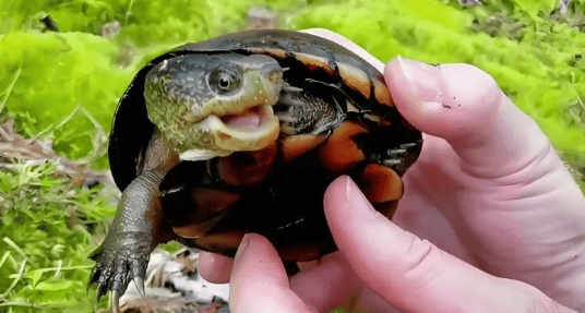 Eastern How big can a mud turtle grow? How to raise an Oriental mud turtle to look good?