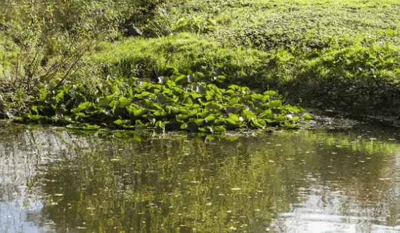 What are leeches most afraid of? Do male and female leeches have any natural enemies in nature? 