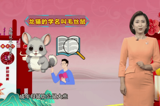 One minute of popular science丨A chinchilla is a big mouse?