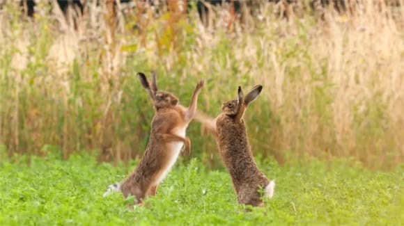 What issues should be paid attention to in the breeding and management of rabbits in spring? 