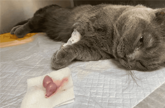 Cat How much does sterilization surgery cost?