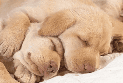 How many hours a day does it take for a dog to sleep normally? Look at you Is your furry child's sleep time up to standard? 