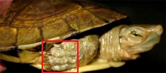  Legendary tutorial on common turtle diseases and treatments