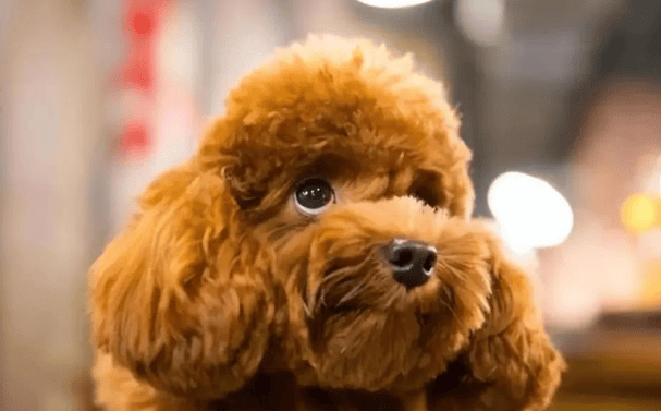 Which color of Teddy dogs is the most expensive? Reveal the color of Teddy dogs Price mystery: Which color is the most expensive? Experts analyze market trends to help you choose the right one without spending too much money! 