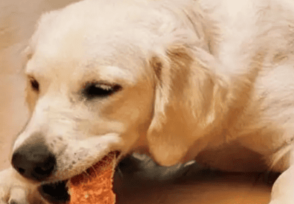 Can dogs eat cat food? 