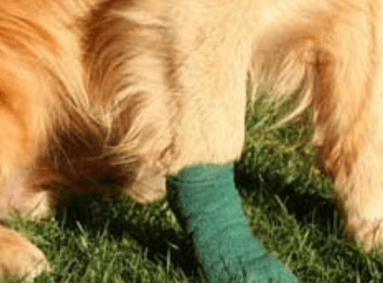 Can a dog's broken leg heal on its own?