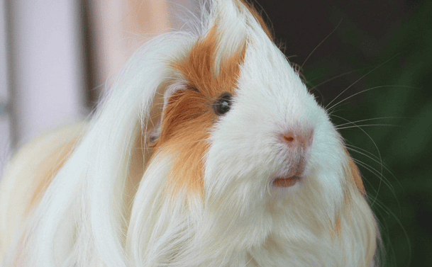  What should you pay attention to when guinea pigs are caged together? 