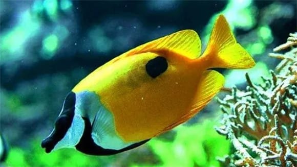 Why is the fox fish? Saltwater fish