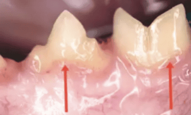  Cat oral disease - periodontitis