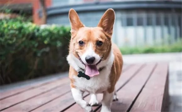 Tell you secretly! Corgi can only be considered 