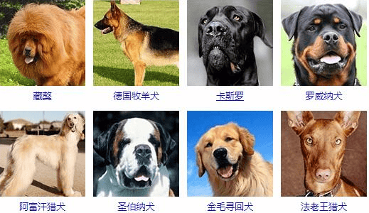 Comprehensive picture and name of dog breeds