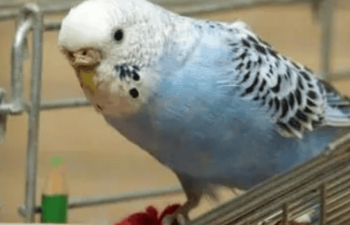 What are the signs that a parrot wants to play with you?