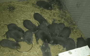 Is it easy to raise bamboo rats? Is it profitable to raise bamboo rats in rural areas? Where is the best bamboo rat breeding base and breeding plan