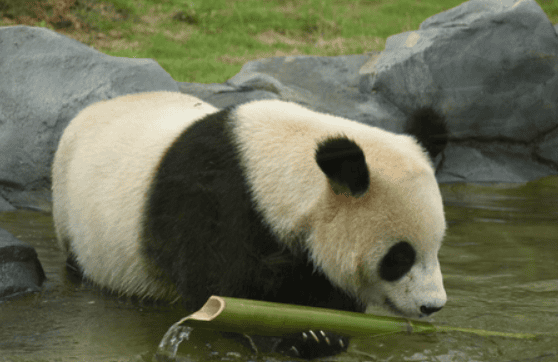 How much bamboo do giant pandas eat a day? What you need to know about feeding~