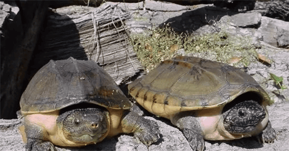 This is how to keep a good appearance! | Mexican turtle