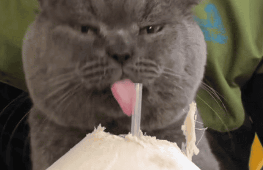 Can cats eat coconut-related food?