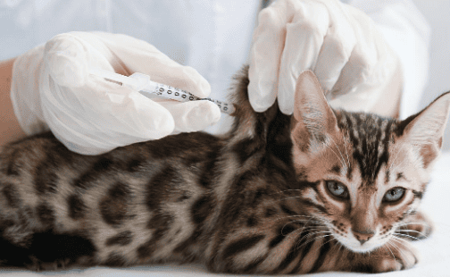 Can 2-month-old kittens be vaccinated?