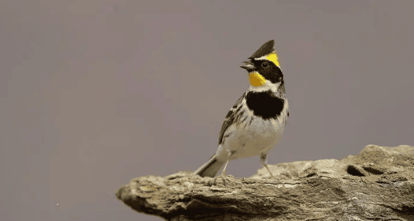 Birds of Shennongjia - Yellow-throated Bunting