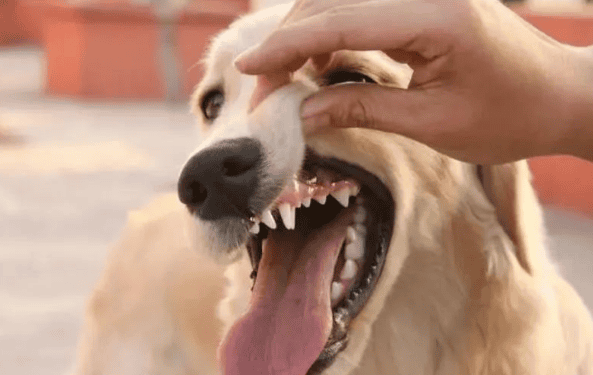 What should I do if my dog ​​has serious dental calculus? How can I remove it? 